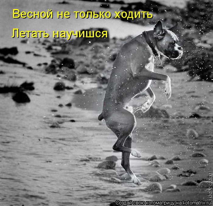 Котоматрица: Весной не только ходить Летать научишся