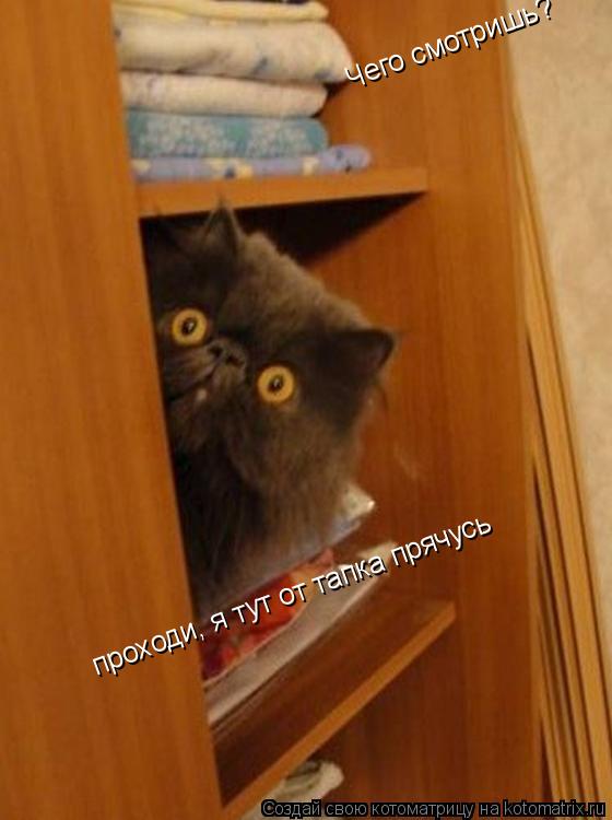 Чего смотришь? проходи, я тут от тапка прячусь... Котоматрица: Чего смотришь? проходи, я тут от тапка прячусь