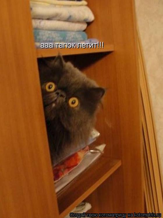 Котоматрица: ааа тапок летит!!!