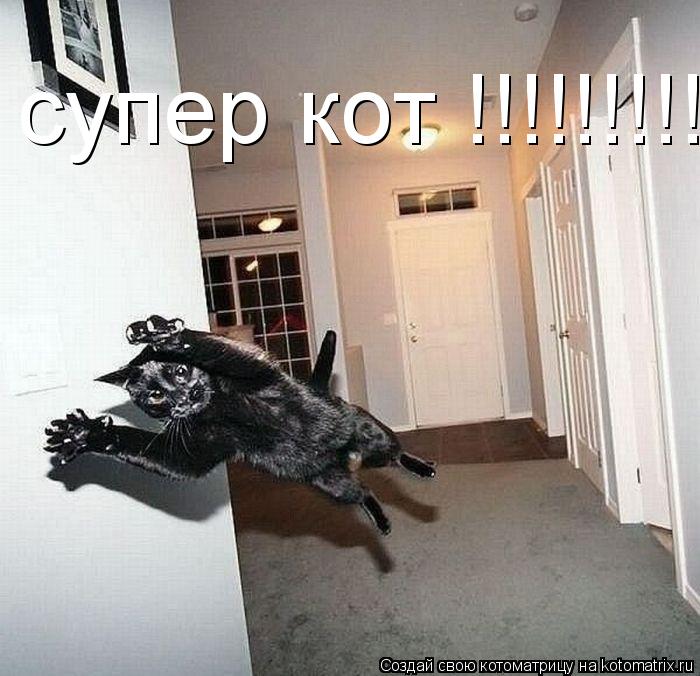 Котоматрица: супер кот !!!!!!!!!!!!