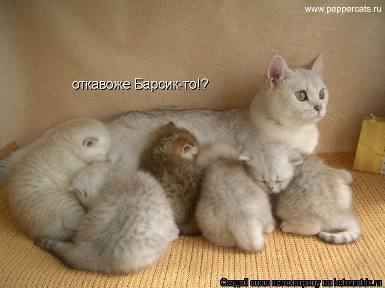 Котоматрица: откавоже Барсик-то!?