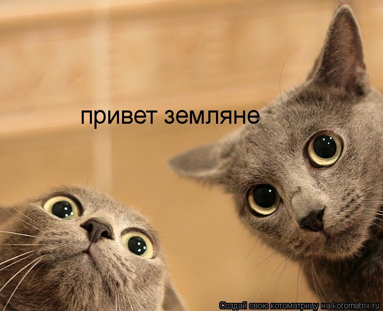 Котоматрица: привет земляне