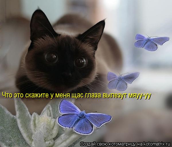 Что это скажите у меня щас глаза вылезут мяуу-уу... Котоматрица: Что это скажите у меня щас глаза вылезут мяуу-уу