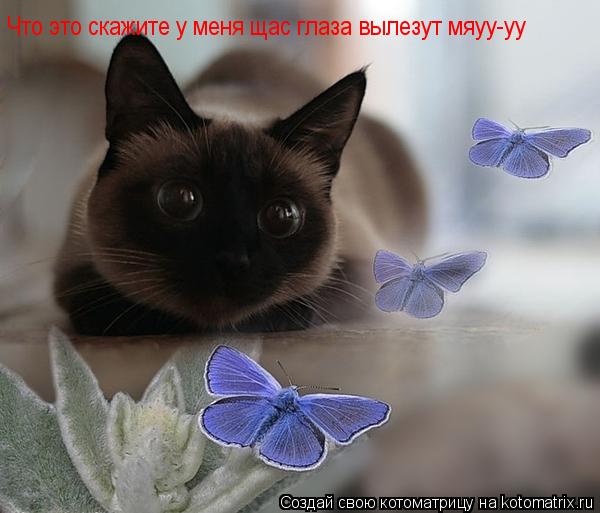 Что это скажите у меня щас глаза вылезут мяуу-уу... Котоматрица: Что это скажите у меня щас глаза вылезут мяуу-уу