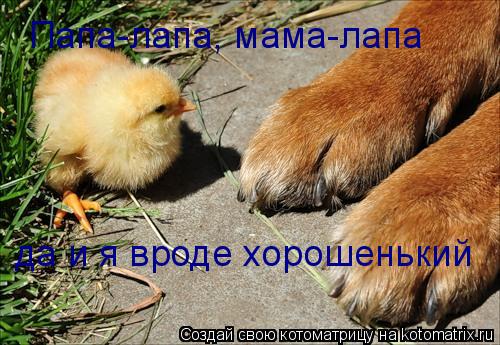 Папа-лапа, мама-лапа да и я вроде хорошенький... Котоматрица: Папа-лапа, мама-лапа да и я вроде хорошенький