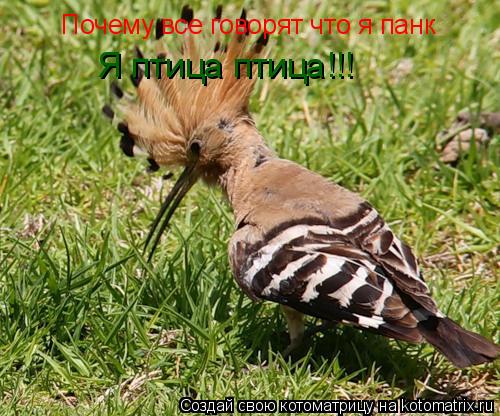 Почему все говорят что я панк Я птица птица!!!... Котоматрица: Почему все говорят что я панк Я птица птица!!!