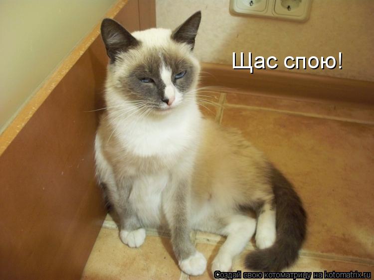 Щас спою!... Котоматрица: Щас спою!