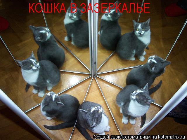 КОШКА В ЗАЗЕРКАЛЬЕ... Котоматрица: КОШКА В ЗАЗЕРКАЛЬЕ