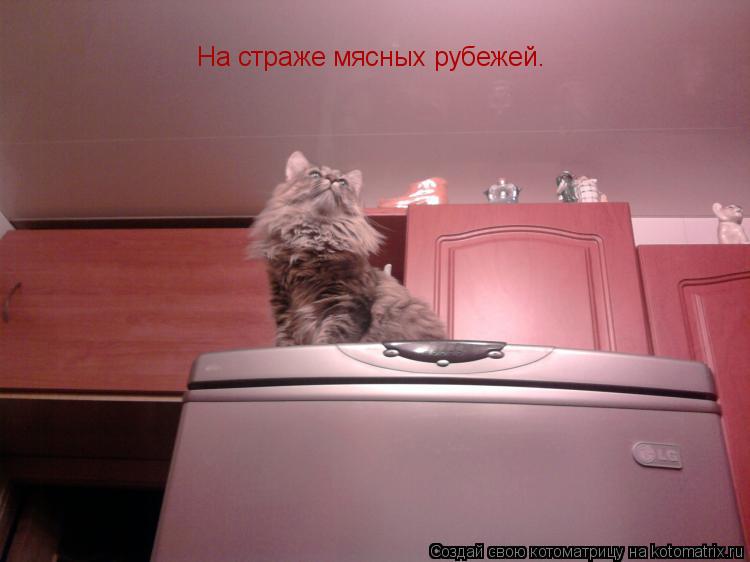 На страже мясных рубежей.... Котоматрица: На страже мясных рубежей.