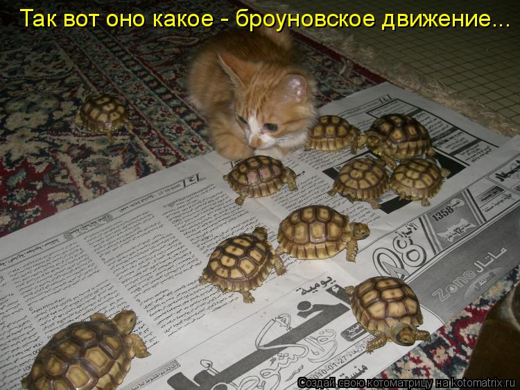 Так вот оно какое - броуновское движение...... Котоматрица: Так вот оно какое - броуновское движение...