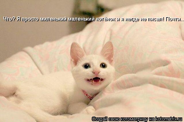 Что? Я просто миленький маленький котёнок и я негде не писал! Почти...... Котоматрица: Что? Я просто миленький маленький котёнок и я негде не писал! Почти...