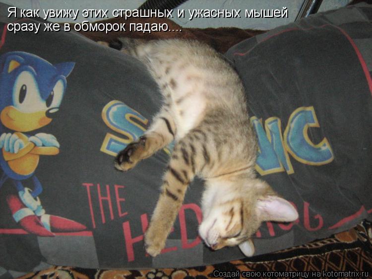 Я как увижу этих страшных и ужасных мышей сразу же в обморок падаю....... Котоматрица: Я как увижу этих страшных и ужасных мышей сразу же в обморок падаю....