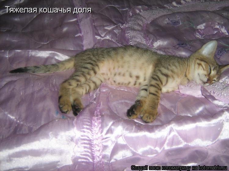 Тяжелая кошачья доля... Котоматрица: Тяжелая кошачья доля