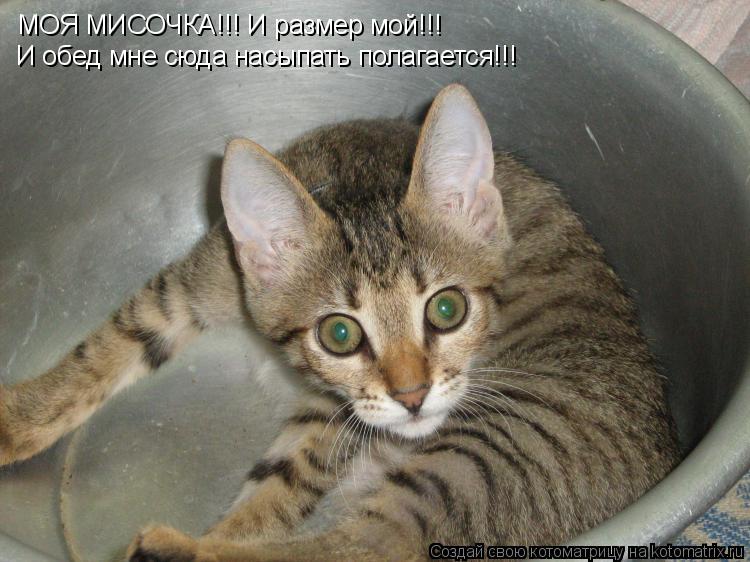 МОЯ МИСОЧКА!!! И размер мой!!! И обед мне сюда насыпать полагается!!!... Котоматрица: МОЯ МИСОЧКА!!! И размер мой!!! И обед мне сюда насыпать полагается!!!
