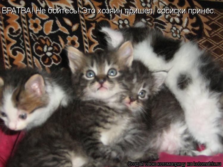 БРАТВА! Не бойтесь! Это хозяин пришел, сосиски принёс.... Котоматрица: БРАТВА! Не бойтесь! Это хозяин пришел, сосиски принёс.