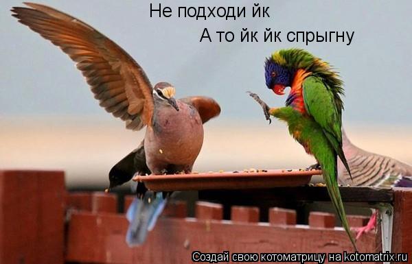 Не подходи йк А то йк йк спрыгну... Котоматрица: Не подходи йк А то йк йк спрыгну