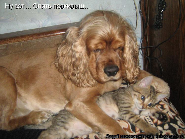 Ну вот.... Опять подкидыш...... Котоматрица: Ну вот.... Опять подкидыш...