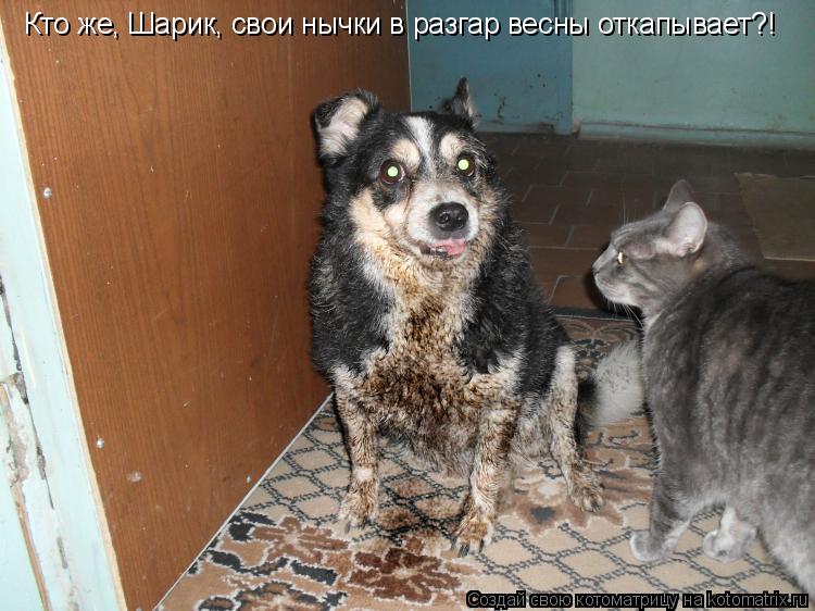 Кто же, Шарик, свои нычки в разгар весны откапывает?!... Котоматрица: Кто же, Шарик, свои нычки в разгар весны откапывает?!