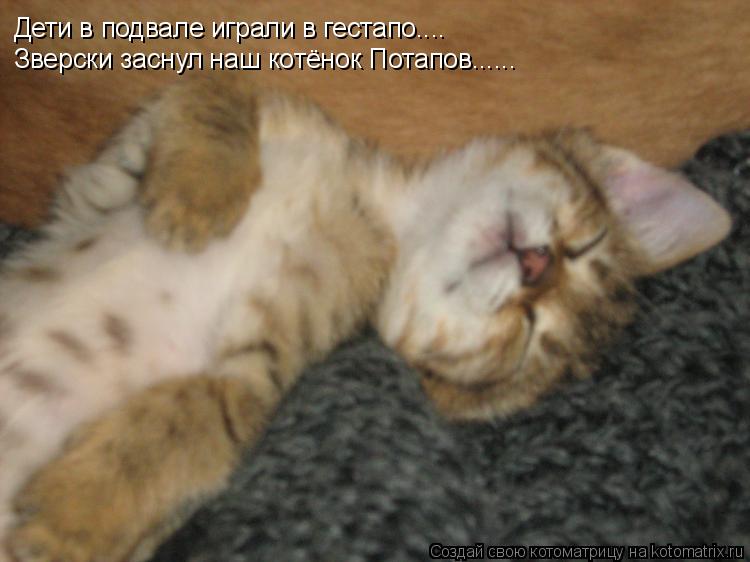 Дети в подвале играли в гестапо.... Зверски заснул наш котёнок Потапов......... Котоматрица: Дети в подвале играли в гестапо.... Зверски заснул наш котёнок Потапов......