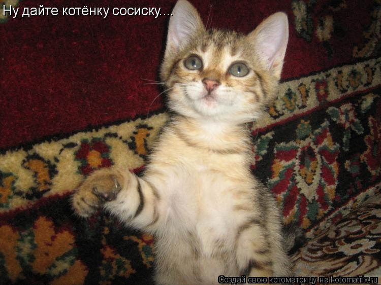 Ну дайте котёнку сосиску....... Котоматрица: Ну дайте котёнку сосиску....