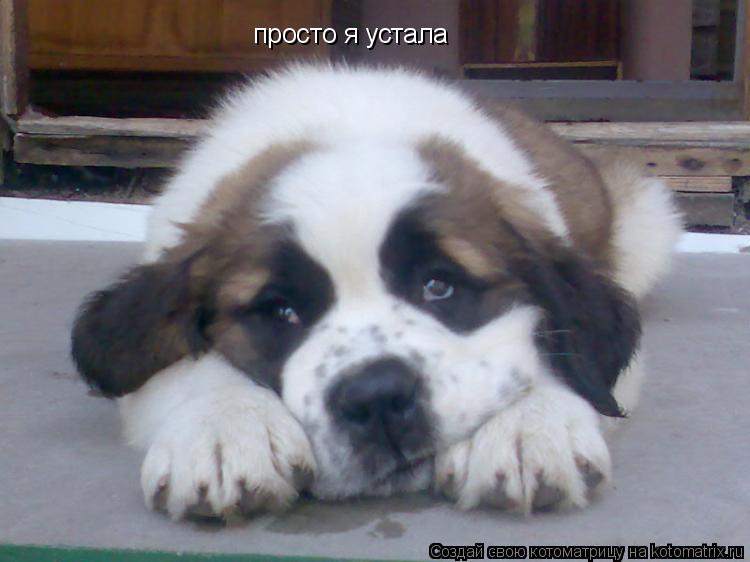 просто я устала... Котоматрица: просто я устала