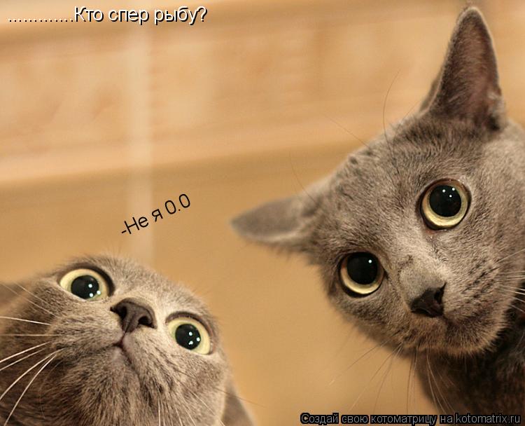.............Кто спер рыбу? -Не я 0.0... Котоматрица: .............Кто спер рыбу? -Не я 0.0