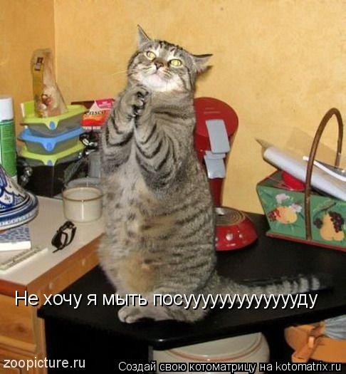 Не хочу я мыть посуууууууууууууду... Котоматрица: Не хочу я мыть посуууууууууууууду