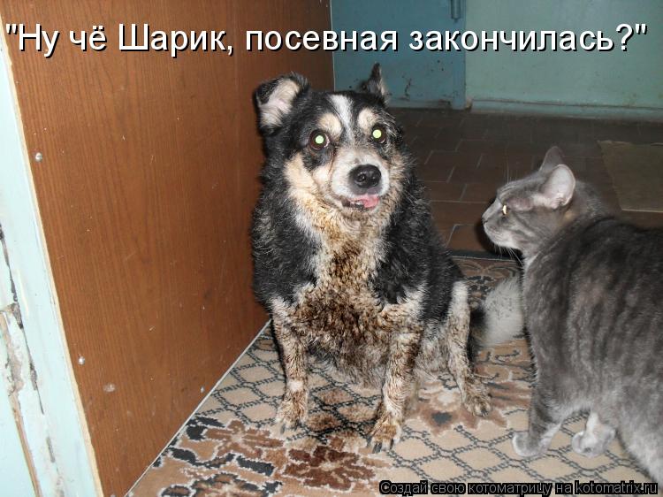 "Ну чё Шарик, посевная закончилась?"... Котоматрица: "Ну чё Шарик, посевная закончилась?"