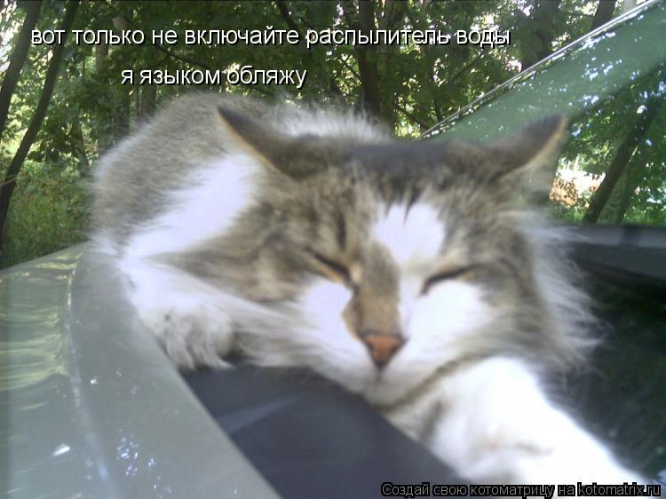 вот только не включайте распылитель воды я языком обляжу... Котоматрица: вот только не включайте распылитель воды я языком обляжу