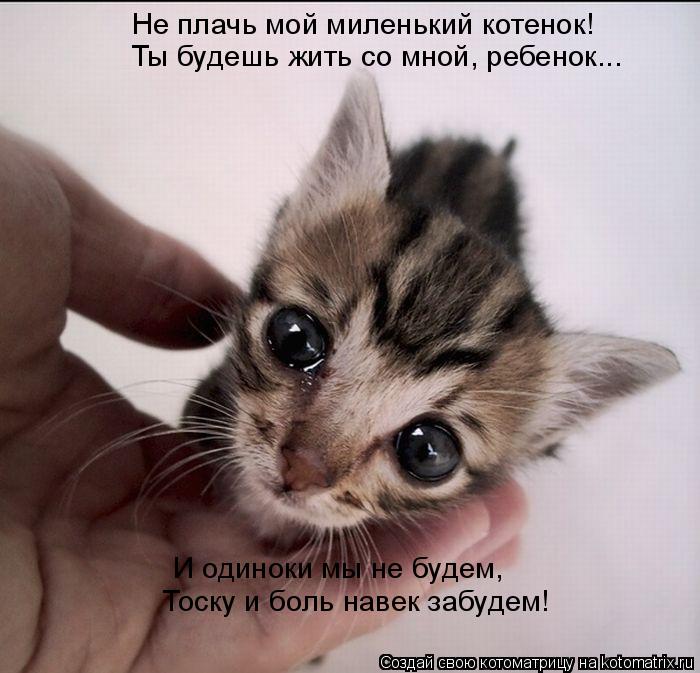 Не плачь мой миленький котенок! Ты будешь жить со мной, ребенок... И одиноки мы не будем, Тоску и бол... Котоматрица: Не плачь мой миленький котенок! Ты будешь жить со мной, ребенок... И одиноки мы не будем, Тоску и боль навек забудем!