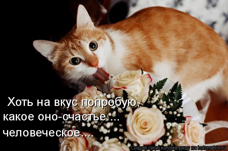 Хоть на вкус попробую, какое оно-счастье.... человеческое....... Котоматрица: Хоть на вкус попробую, какое оно-счастье.... человеческое....
