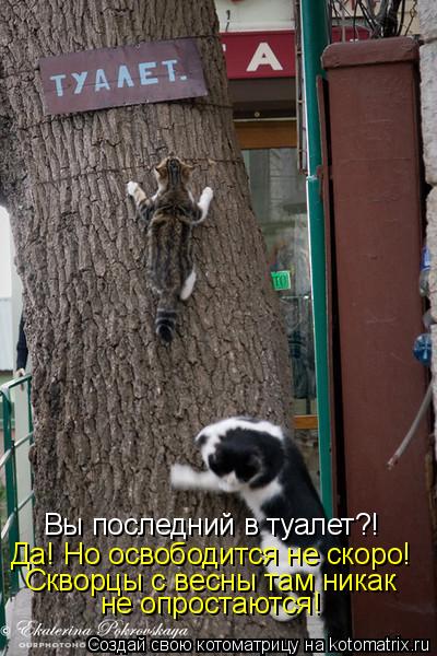 Вы последний в туалет?! Да! Но освободится не скоро! Скворцы с весны там никак не опростаются!... Котоматрица: Вы последний в туалет?! Да! Но освободится не скоро! Скворцы с весны там никак не опростаются!