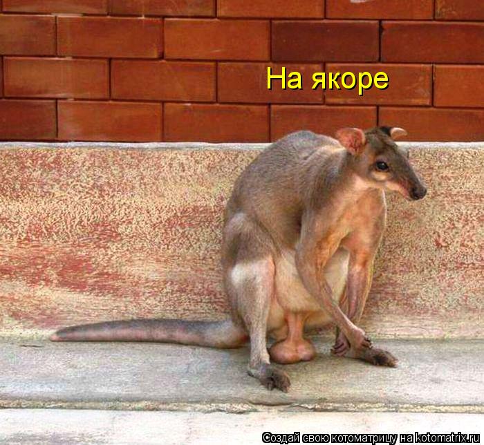 Котоматрица: На якоре