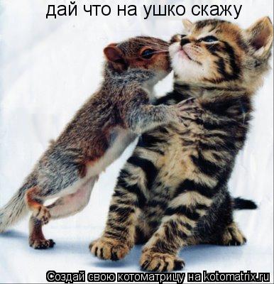 Котоматрица: дай что на ушко скажу