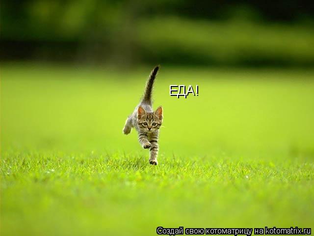 Котоматрица: ЕДА!
