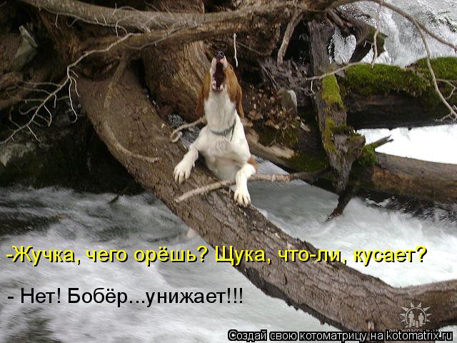 Котоматрица: -Жучка, чего орёшь? Щука, что-ли, кусает? - Нет! Бобёр...унижает!!!