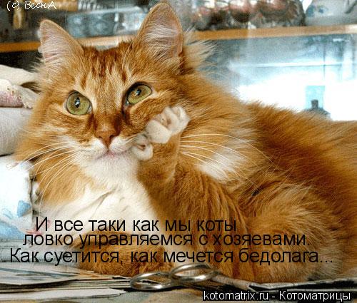 Котоматрица: И все таки как мы коты ловко управляемся с хозяевами. Как суетится, как мечется бедолага...