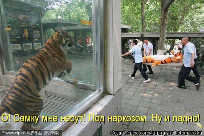 Котоматрица: О! Самку мне несут! Под наркозом. Ну и ладно!