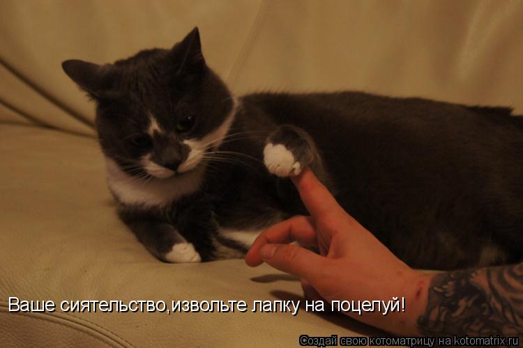 Котоматрица: Ваше сиятельство,извольте лапку на поцелуй!