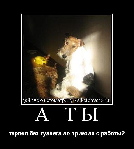 Котоматрица: а ты терпел без туалета до приезда с работы?