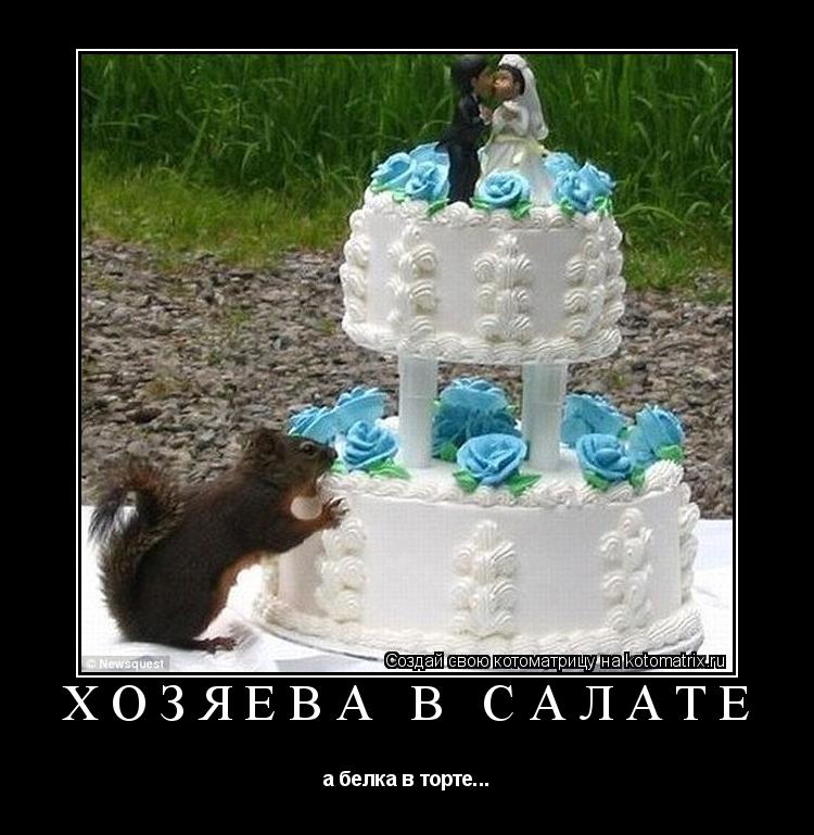Хозяева в салате а белка в торте...... Котоматрица: Хозяева в салате а белка в торте...