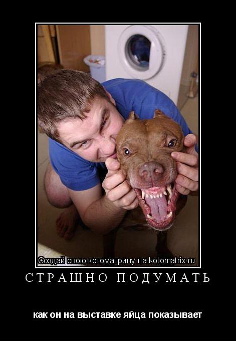 Котоматрица: страшно подумать как он на выставке яйца показывает