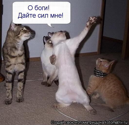 Котоматрица: Дайте сил мне! О боги!