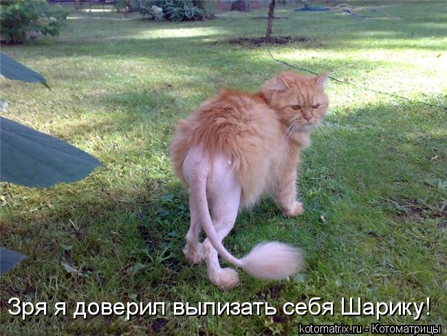 Котоматрица: Зря я доверил вылизать себя Шарику!