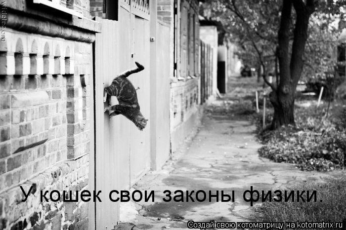 У кошек свои законы физики.... Котоматрица: У кошек свои законы физики.