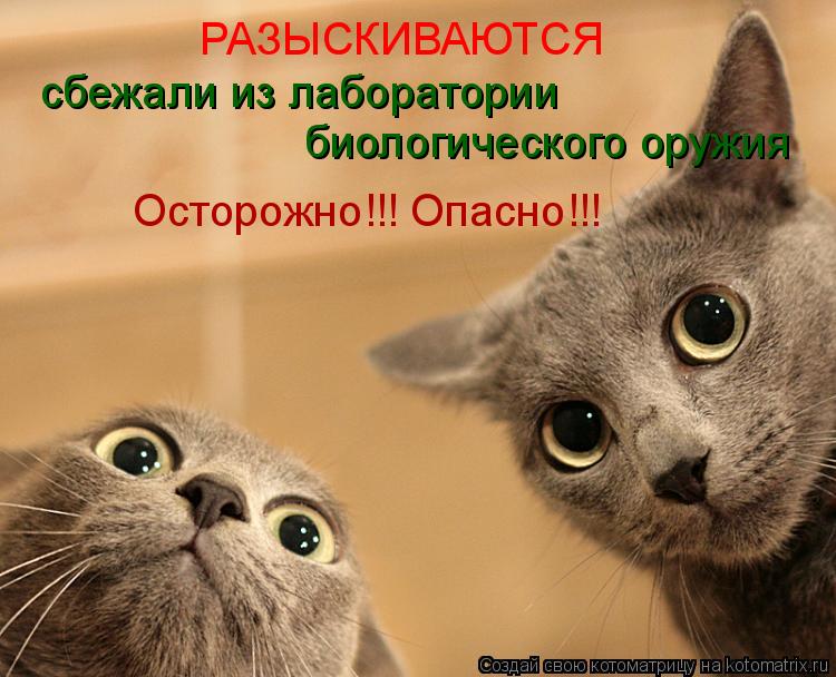 РАЗЫСКИВАЮТСЯ сбежали из лаборатории биологического оружия Осторожно!!! Опасно!!!... Котоматрица: РАЗЫСКИВАЮТСЯ сбежали из лаборатории биологического оружия Осторожно!!! Опасно!!!