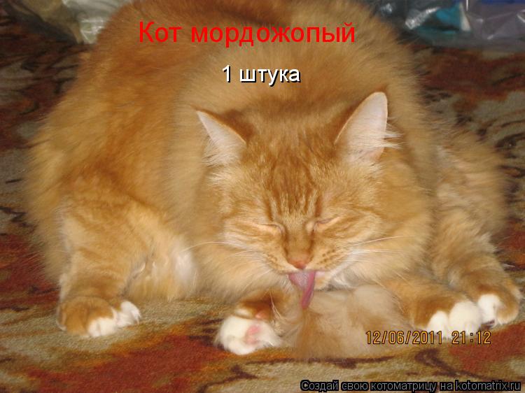 Кот мордожопый 1 штука... Котоматрица: Кот мордожопый 1 штука