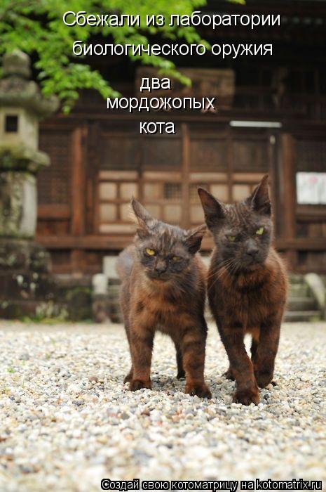 Сбежали из лаборатории биологического оружия два мордожопых кота... Котоматрица: Сбежали из лаборатории биологического оружия два мордожопых кота