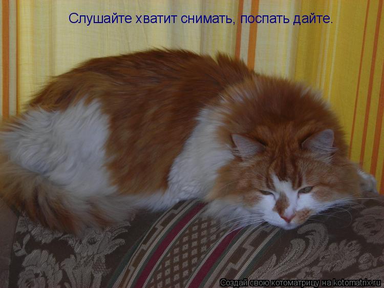 Слушайте хватит снимать, поспать дайте.... Котоматрица: Слушайте хватит снимать, поспать дайте.