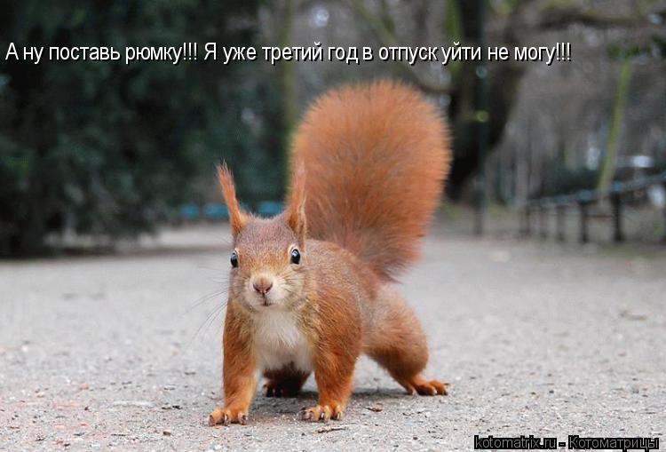 А ну поставь рюмку!!! Я уже третий год в отпуск уйти не могу!!!... Котоматрица: А ну поставь рюмку!!! Я уже третий год в отпуск уйти не могу!!!